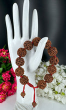 Load image into Gallery viewer, 6 Mukhi Rudraksha Brcaelet - Nepali