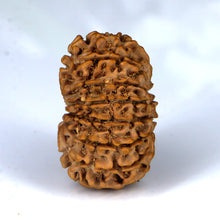 Load image into Gallery viewer, 14 Mukhi Rudraksha - Nepali