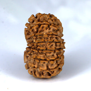 14 Mukhi Rudraksha - Nepali