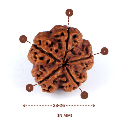 5 Mukhi Rudraksha(Nepali) - Big Size with X-ray report