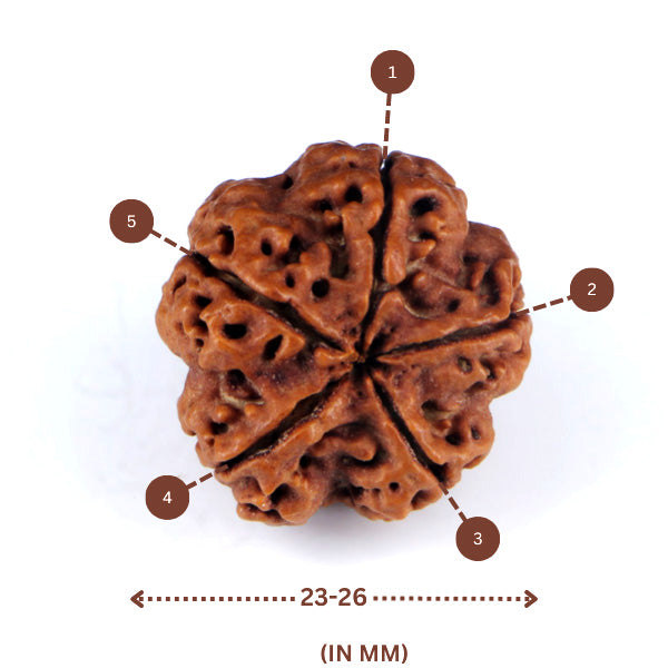 5 Mukhi Rudraksha(Nepali) - Big Size with X-ray report