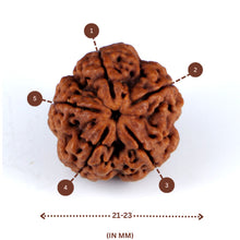 Load image into Gallery viewer, 5 Mukhi Rudraksha(Nepali) - Medium Size with X-ray report