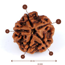 Load image into Gallery viewer, 5 Mukhi Rudraksha(Nepali) - Small Size with X-ray report