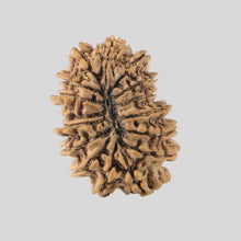 Load image into Gallery viewer, 16 Mukhi Rudraksha(Nepali)