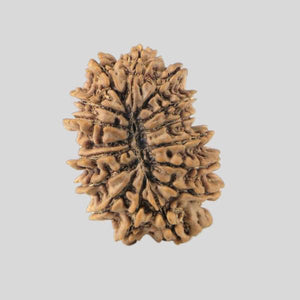 16 Mukhi Rudraksha(Nepali)