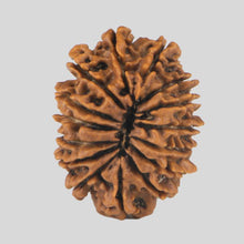 Load image into Gallery viewer, 15 Mukhi Rudraksha(Nepali)