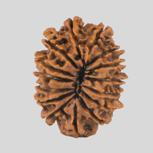 15 Mukhi Rudraksha(Nepali)