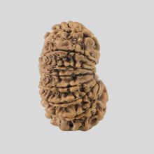 Load image into Gallery viewer, 16 Mukhi Rudraksha(Nepali)