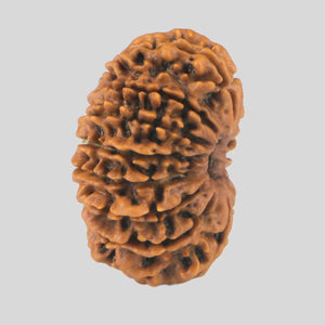 15 Mukhi Rudraksha(Nepali)