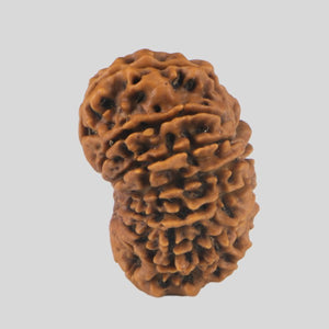 15 Mukhi Rudraksha(Nepali)