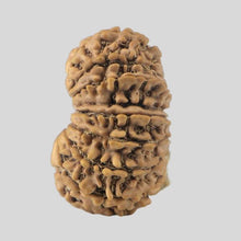 Load image into Gallery viewer, 16 Mukhi Rudraksha(Nepali)