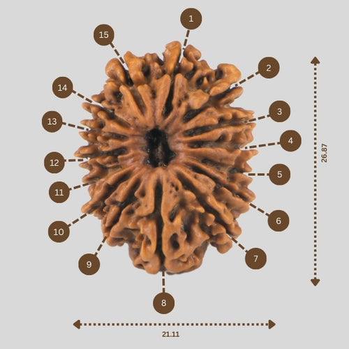 15 Mukhi Rudraksha(Nepali)