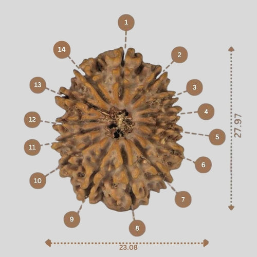 14 Mukhi Rudraksha - Nepali