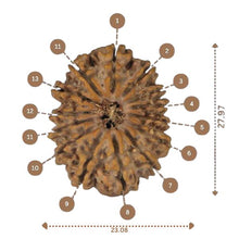 Load image into Gallery viewer, 14 Mukhi Rudraksha - Nepali