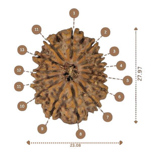 14 Mukhi Rudraksha - Nepali