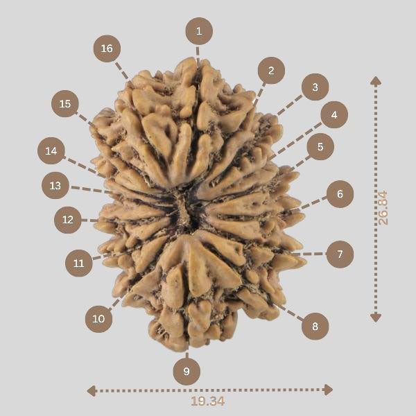 16 Mukhi Rudraksha(Nepali)