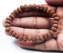 Load image into Gallery viewer, 6 Mukhi Rudraksha Bracelet