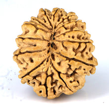 Load image into Gallery viewer, 14 Mukhi Rudraksha - Nepali