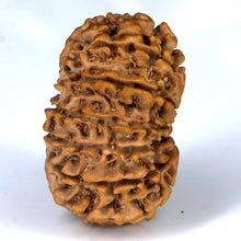 Load image into Gallery viewer, 14 Mukhi Rudraksha - Nepali