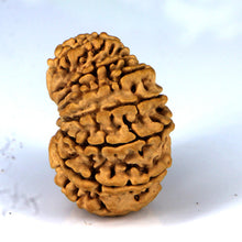 Load image into Gallery viewer, 14 Mukhi Rudraksha - Nepali