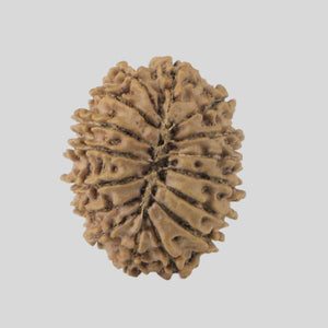 16 Mukhi Rudraksha(Nepali)