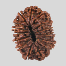 Load image into Gallery viewer, 15 Mukhi Rudraksha(Nepali)