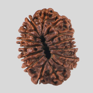 15 Mukhi Rudraksha(Nepali)