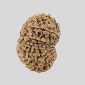 16 Mukhi Rudraksha(Nepali)