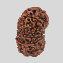 Load image into Gallery viewer, 15 Mukhi Rudraksha(Nepali)