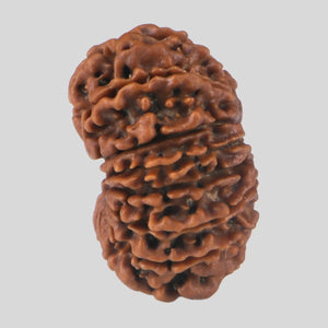 15 Mukhi Rudraksha(Nepali)