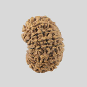 16 Mukhi Rudraksha(Nepali)