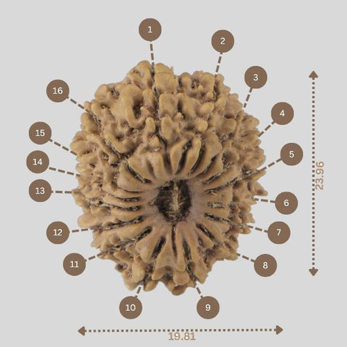 16 Mukhi Rudraksha(Nepali)