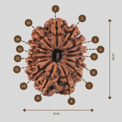 15 Mukhi Rudraksha(Nepali)