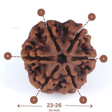 Load image into Gallery viewer, 6 Mukhi Rudraksha(Nepali) - Big Size with X-ray report.