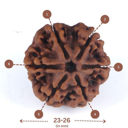 6 Mukhi Rudraksha(Nepali) - Big Size with X-ray report.