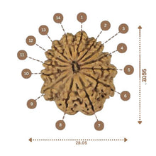 Load image into Gallery viewer, 14 Mukhi Rudraksha - Nepali