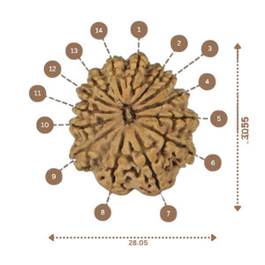 14 Mukhi Rudraksha - Nepali