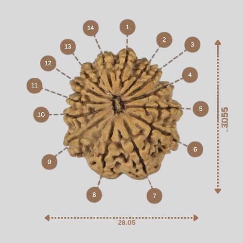 14 Mukhi Rudraksha - Nepali