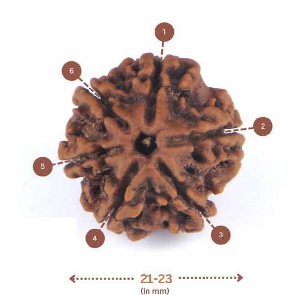 6 Mukhi Rudraksha(Nepali) - Medium Size with X-ray report.