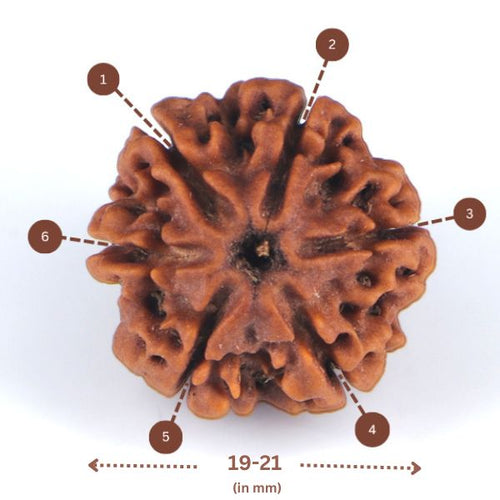 6 Mukhi Rudraksha(Nepali) - Small Size with X-ray report