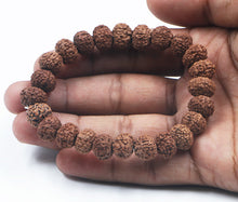 Load image into Gallery viewer, 7 Mukhi Rudraksha Bracelet