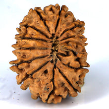 Load image into Gallery viewer, 14 Mukhi Rudraksha - Nepali