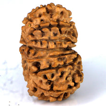 Load image into Gallery viewer, 14 Mukhi Rudraksha - Nepali