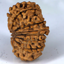 Load image into Gallery viewer, 14 Mukhi Rudraksha - Nepali