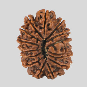 15 Mukhi Rudraksha(Nepali)