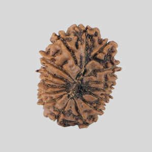 16 Mukhi Rudraksha(Nepali)