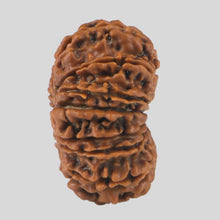 Load image into Gallery viewer, 15 Mukhi Rudraksha(Nepali)