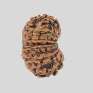 16 Mukhi Rudraksha(Nepali)