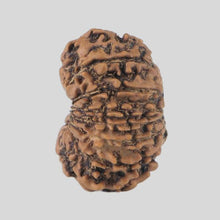 Load image into Gallery viewer, 16 Mukhi Rudraksha(Nepali)