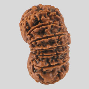 15 Mukhi Rudraksha(Nepali)